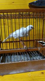 Canarine arriciati del nord