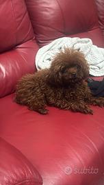 Stalloncino di Teacup per barboncine