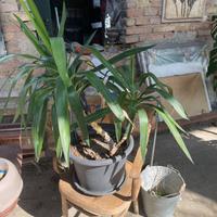 Yucca 