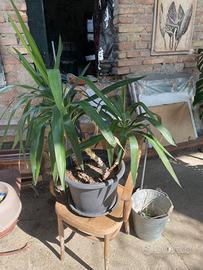 Yucca 