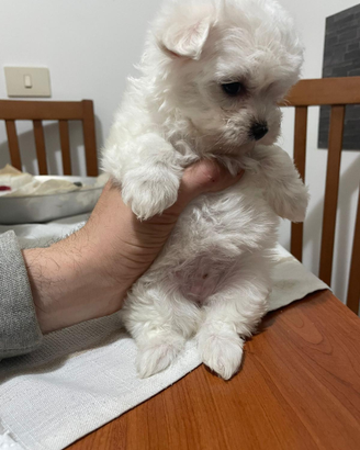 Maltese toy femmina