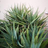 Piante e talee di Aloe Succotrina