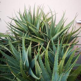 Piante e talee di Aloe Succotrina