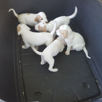 Cuccioli Segugi istriani