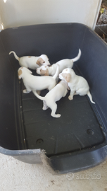 Cuccioli Segugi istriani