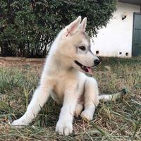 Cuccioli di Husky con pedigree ENCI