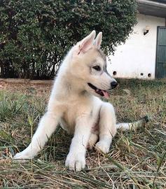Cuccioli di Husky con pedigree ENCI