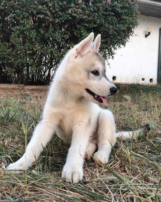 Cuccioli di Husky con pedigree ENCI