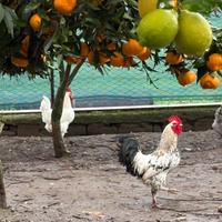 Galline