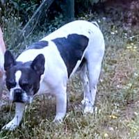 Bulldog francese 1 anno