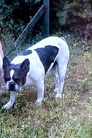 Bulldog francese 1 anno