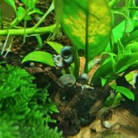 6 Lumache Planorbella duryi Blu