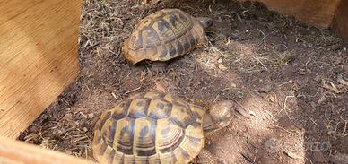 Tartaruga tartarughe