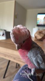 Papagallo