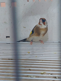 Cardellino maschio 2025