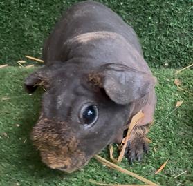 Porcellini d India Skinny (senza pelo ) e normali