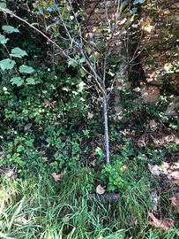 Pianta di frutti antichi