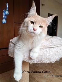 Splendida cucciola maine coon
