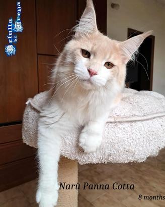 Splendida cucciola maine coon