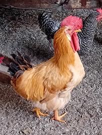Gallo Piemontese