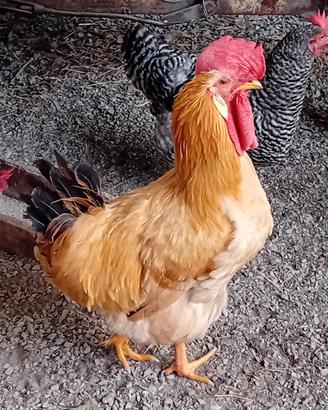 Gallo Piemontese