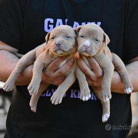 American Bully XL cuccioli
