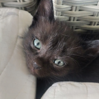 Gattino nero maschio