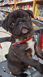 Splendido carlino per accoppiamento