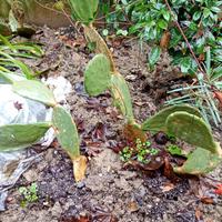 X GIARDINO FICHI D INDIA PERENNE EURO 8 PIANTA