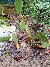 X GIARDINO FICHI D INDIA PERENNE EURO 8 PIANTA