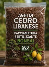 aghi di cedro libanese bonsai agrumi orto