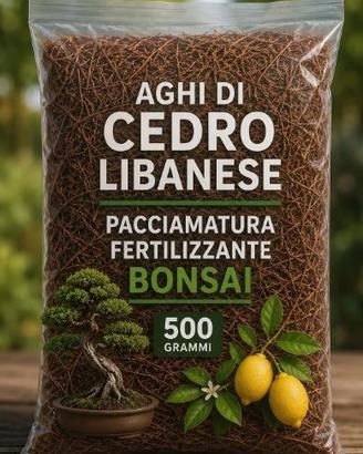 aghi di cedro libanese bonsai agrumi orto