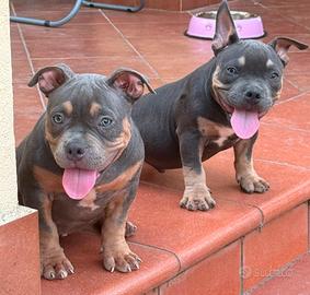 american bully 