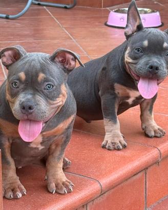 american bully 