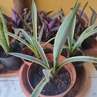 Pianta di Agave Americana