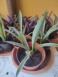 Pianta di Agave Americana