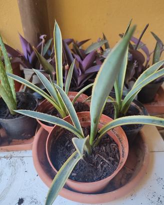 Pianta di Agave Americana