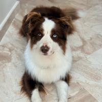 Border Collie Red - disponibile per monta