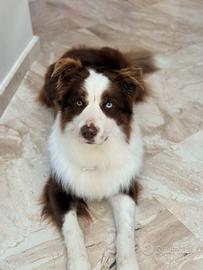 Border Collie Red - disponibile per monta