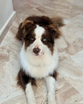 Border Collie Red - disponibile per monta