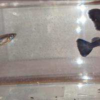 Coppie selezionate di blu moscow