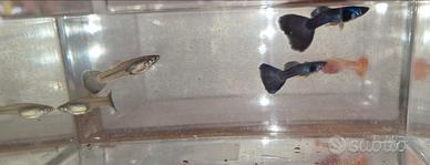 Coppie selezionate di blu moscow