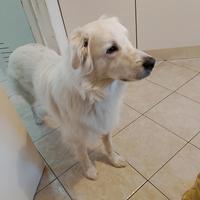 Cucciolo dolcissimo di Goldador