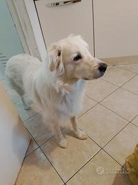 Cucciolo dolcissimo di Goldador