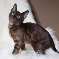 Gatti del bengala con pedigree Anfi