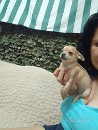 Chihuahua toy