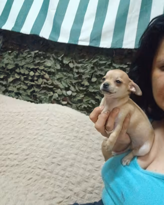 Chihuahua toy