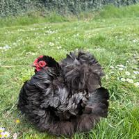 Cocincina nana riccia