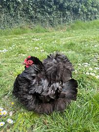 Cocincina nana riccia