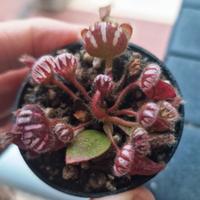 Cephalotus Araflora Giant (Carnivora Australiana)